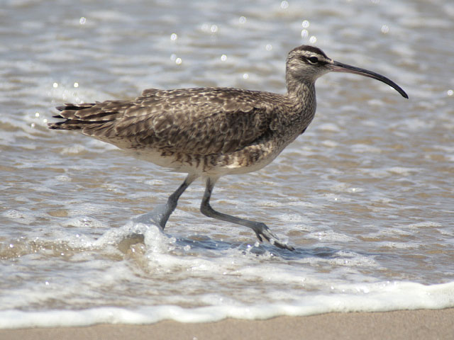 a bird standing in shallow water at the beach