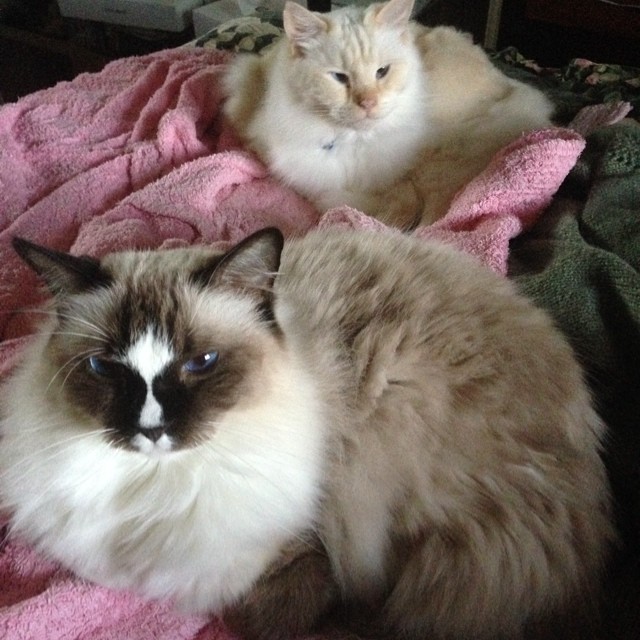 a couple of cats laying on top of a bed next to each other