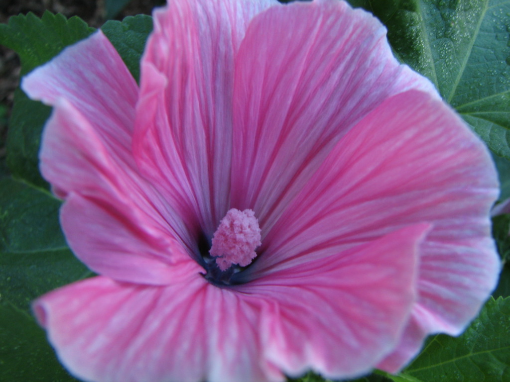 a close up po of a pink flower