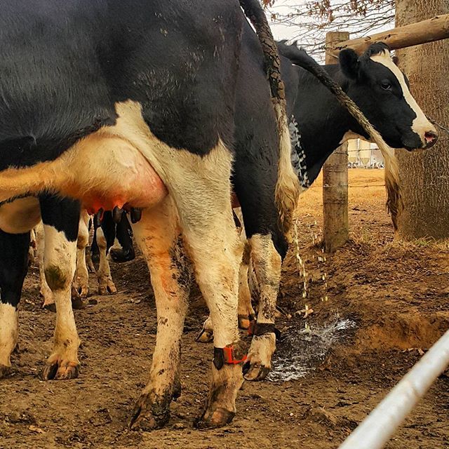 the three cows are lined up to drink water