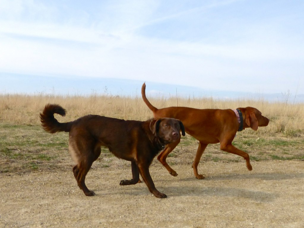 two brown dogs walking across a dry grass field