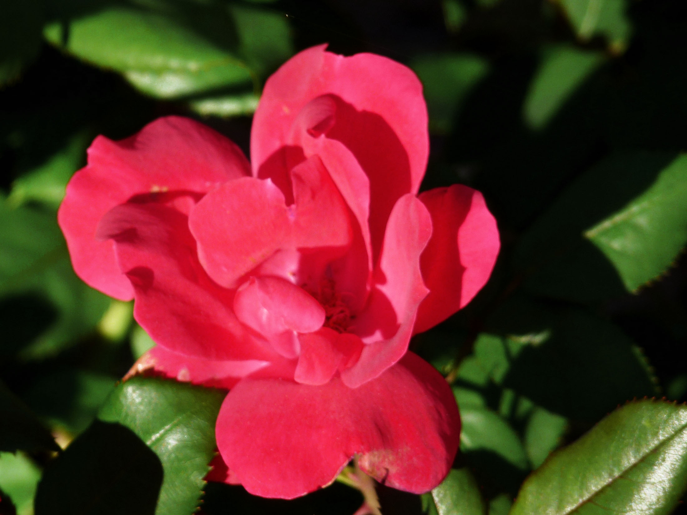 a red flower on a plant that is growing