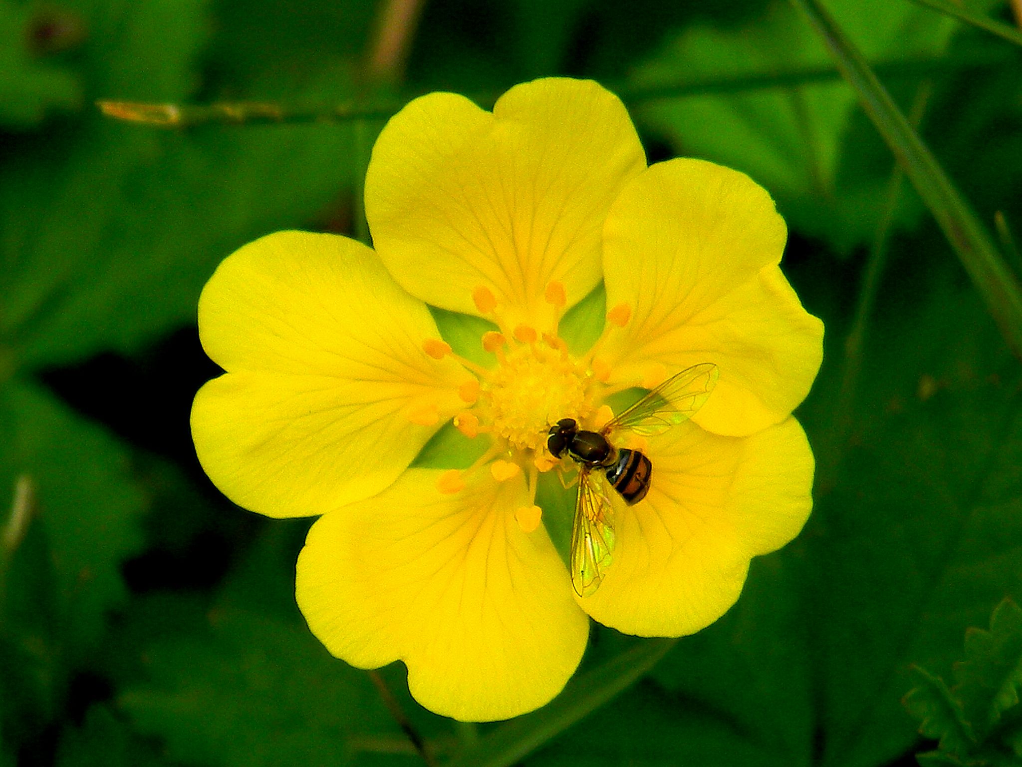the yellow flower with a bee is blooming