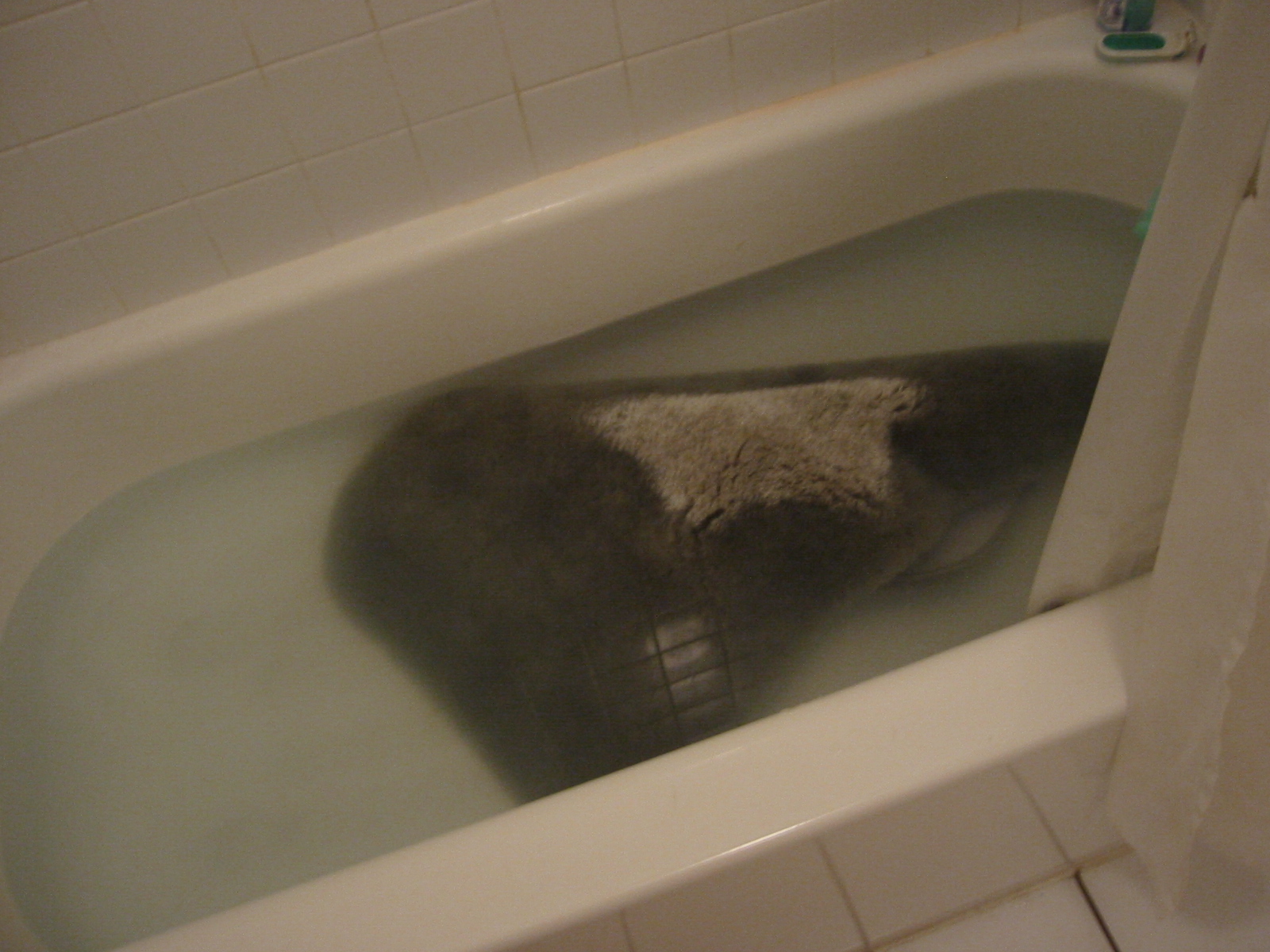 a cat in a bath tub that's water is not clear