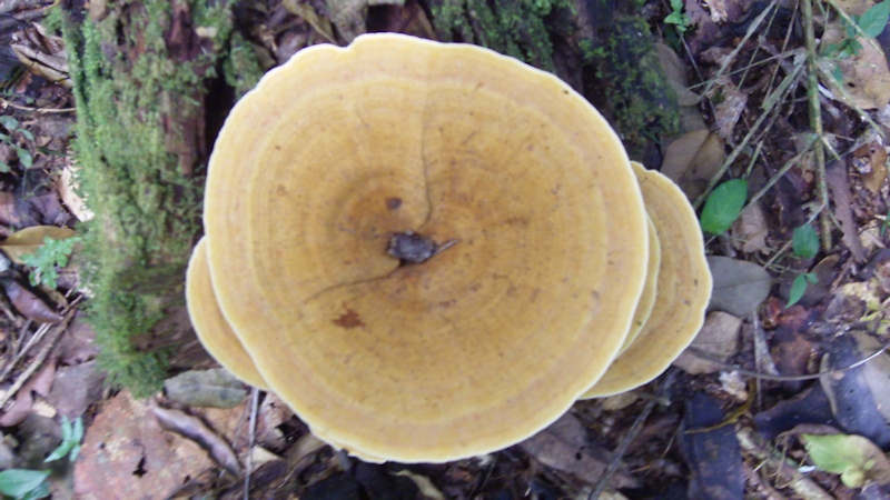 a small yellow mushroom is pictured in the forest