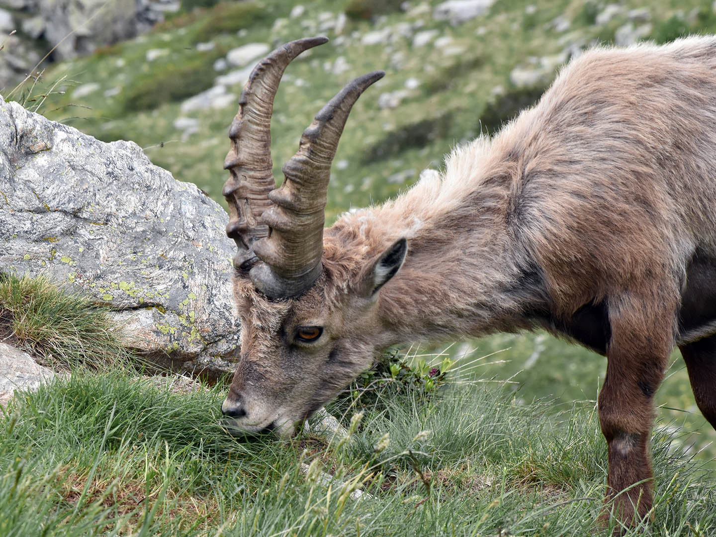 a mountain goat with very long horns sniffing grass