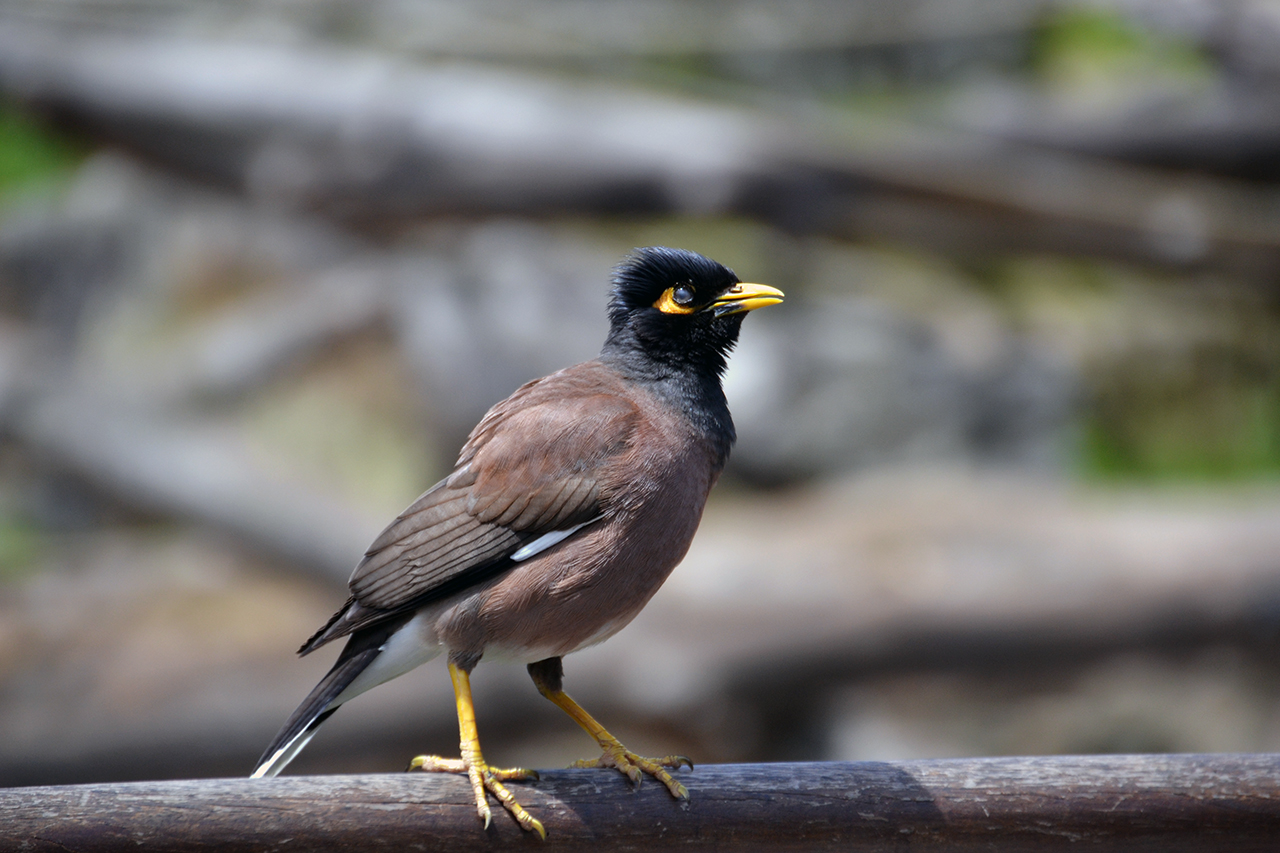 a black and brown bird standing on top of a wood rail