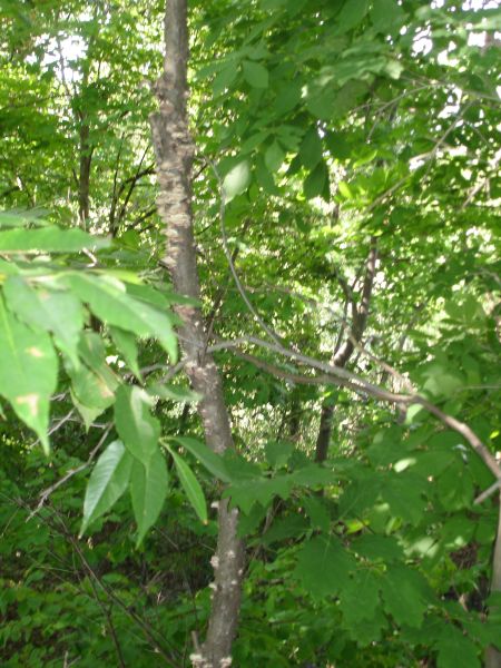 a lot of trees that are next to a bunch of leaves