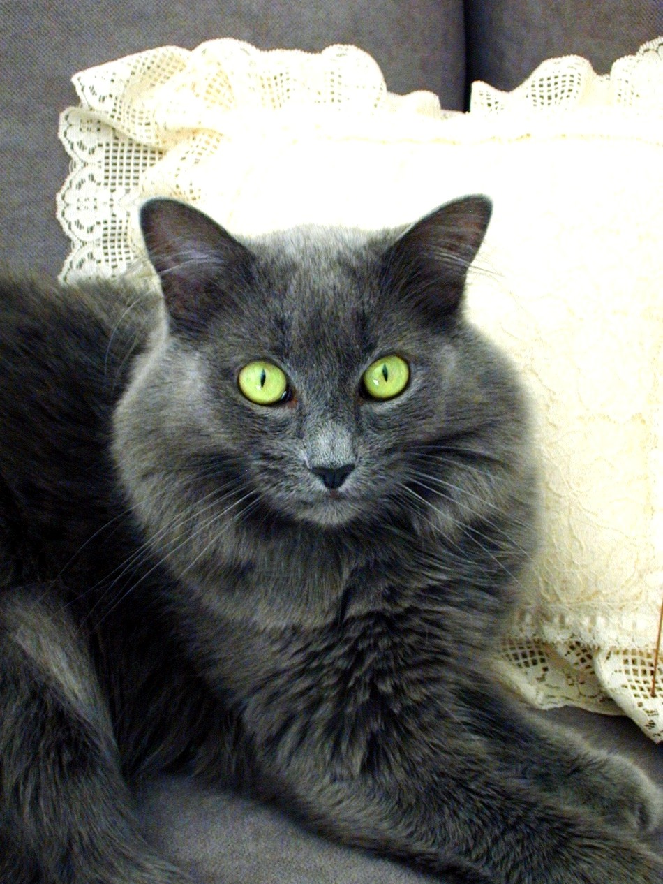 a gray cat with green eyes sitting on a couch