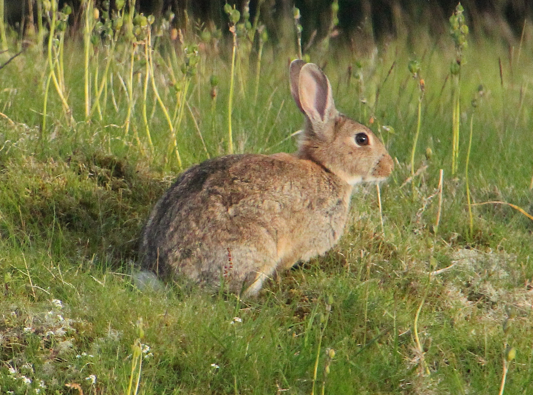 a rabbit sitting in the middle of tall grass