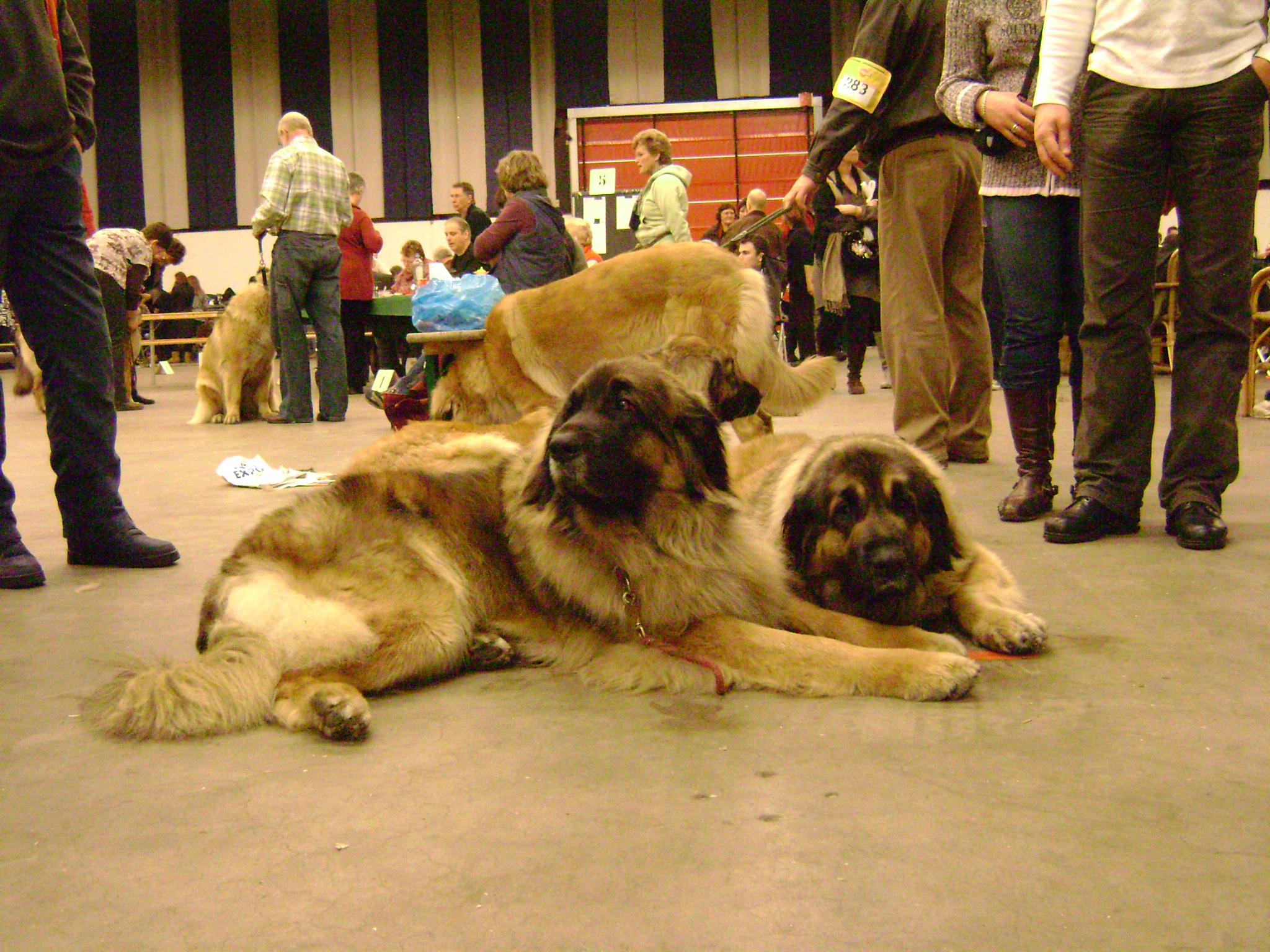 two dogs laying on the floor in an indoor area