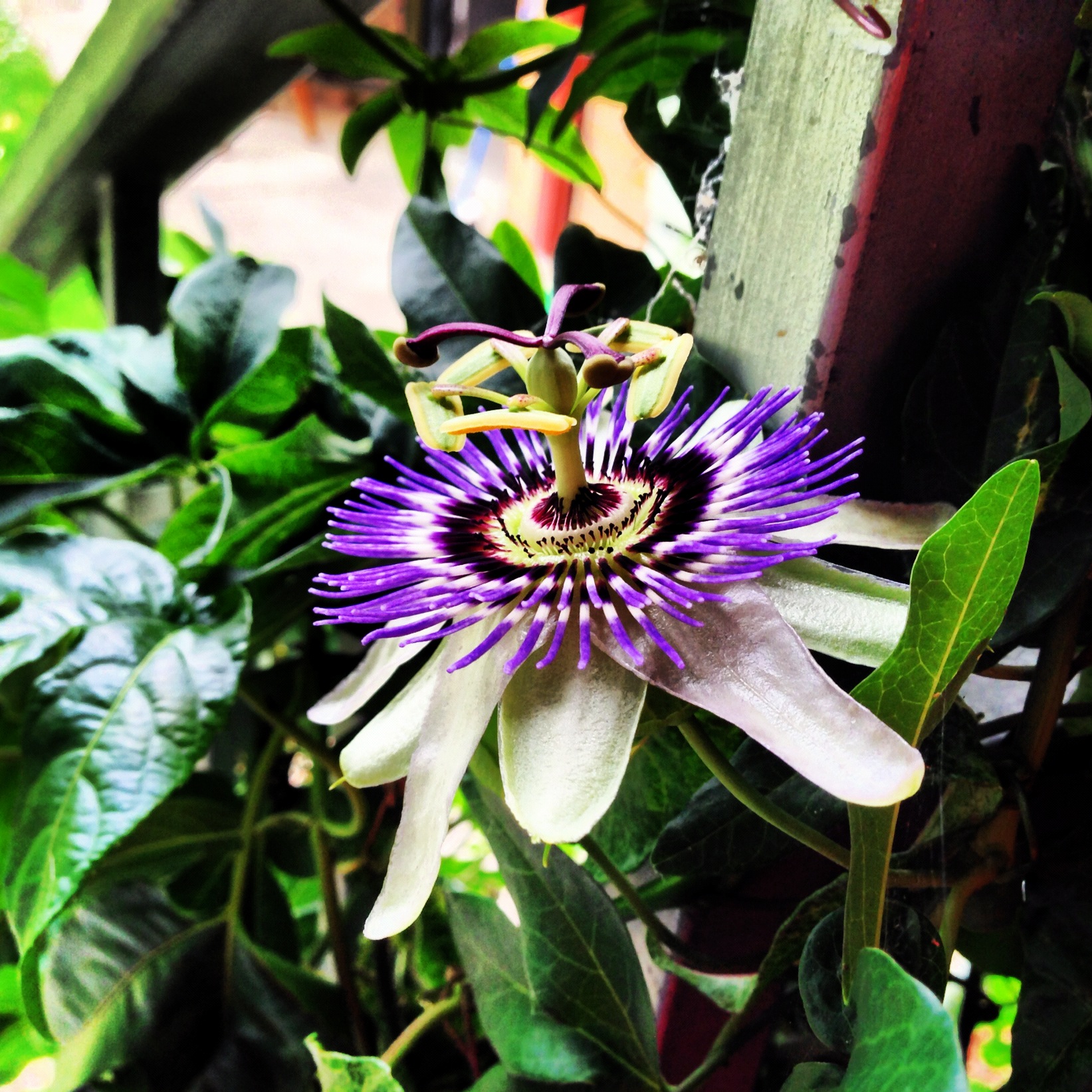 a purple flower in a garden on some green leaves