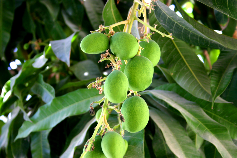 green fruit hanging from the nches of a tree