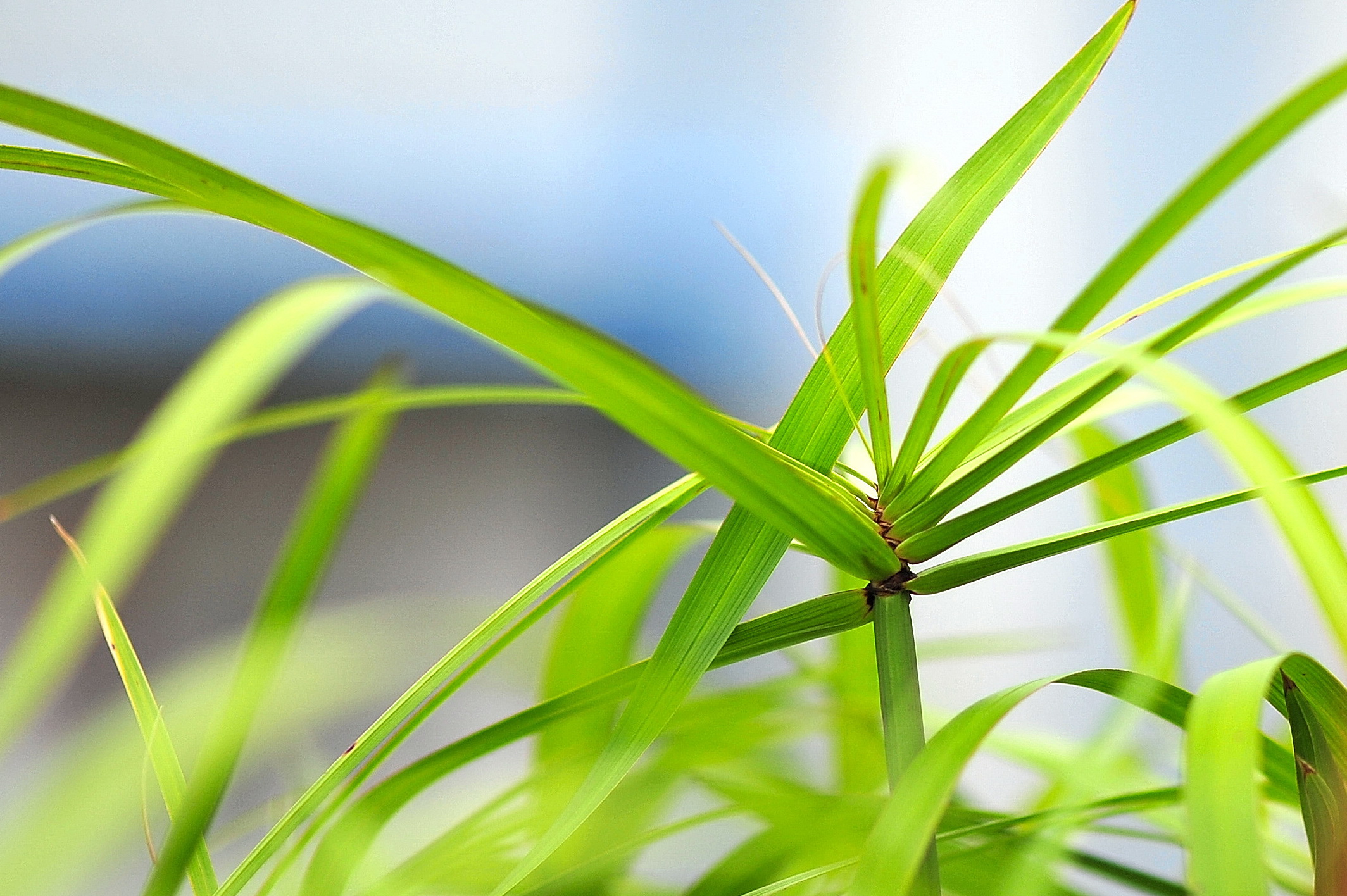 closeup of grass with blurry background