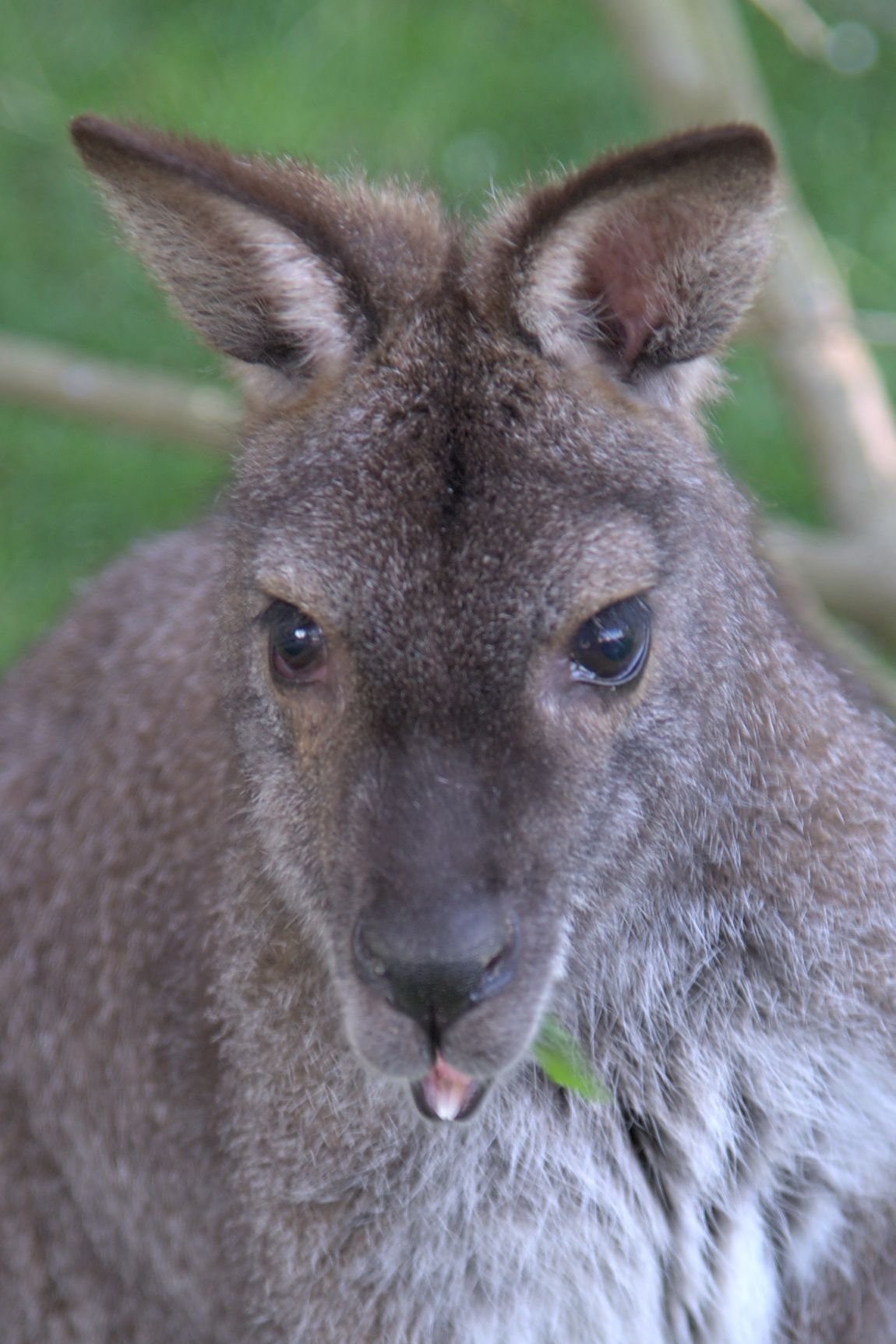 a brown kangaroo standing in front of trees