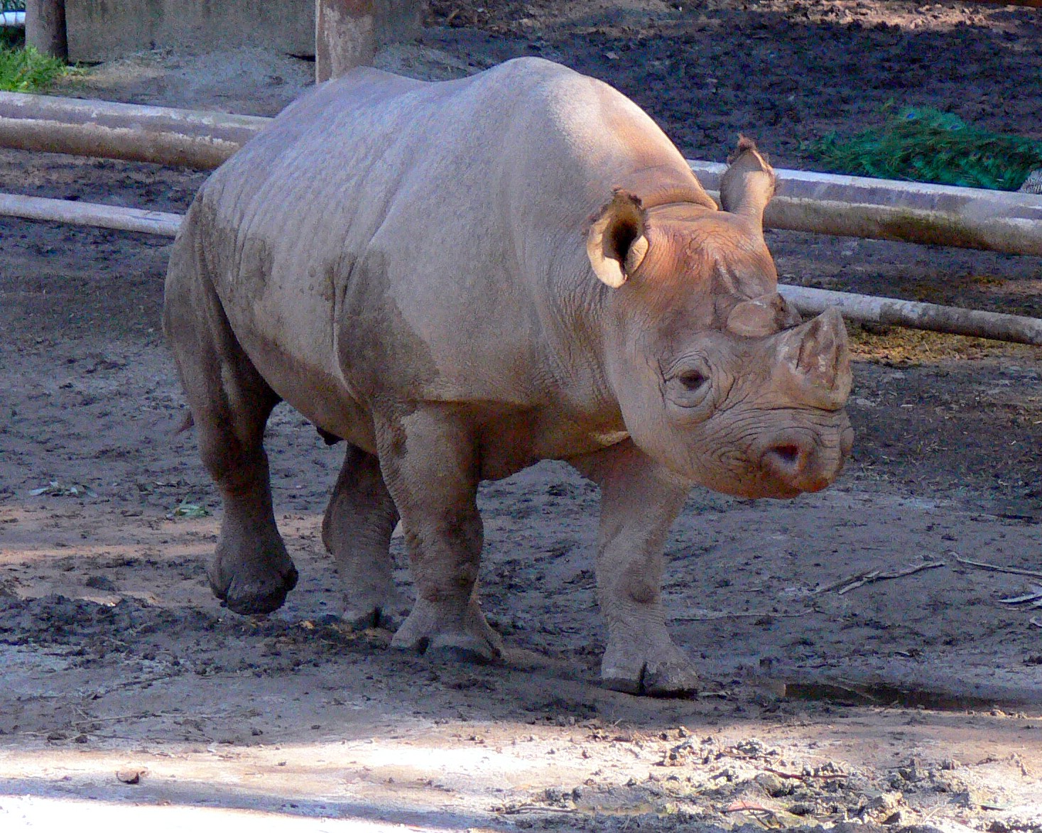 a white rhino standing in front of a fence