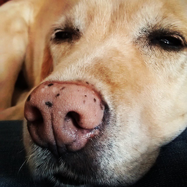 a close up of a yellow dog's face