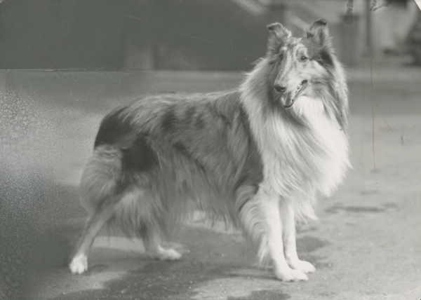 this is a picture of a collie standing in the street