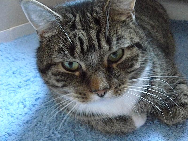 a cat is laying down on the carpet looking at soing