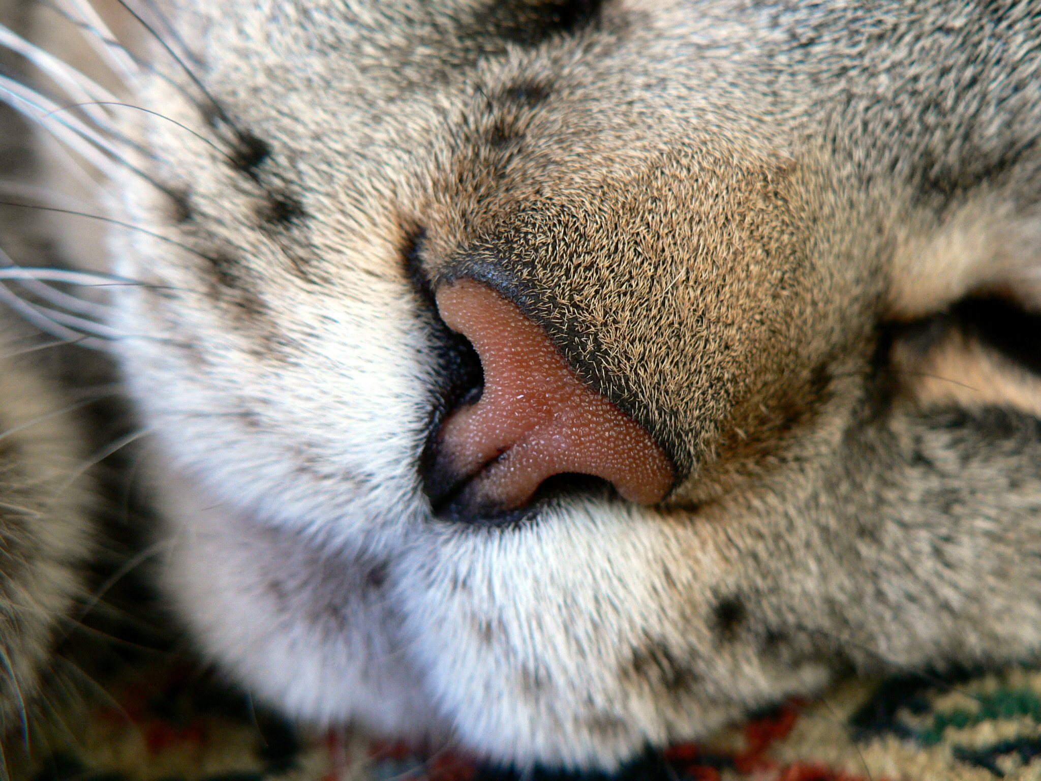 closeup of a cat's nose with its eyes closed