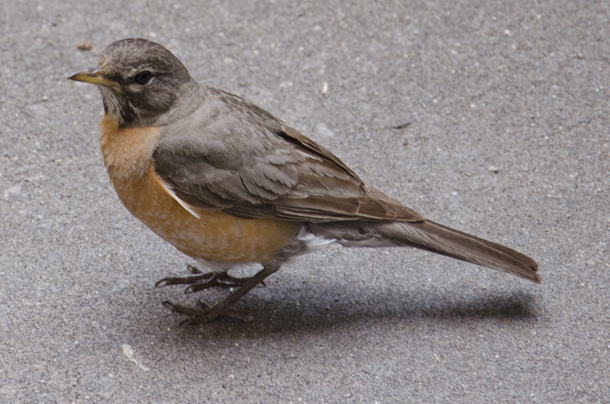 a close up of a small bird sitting on the ground