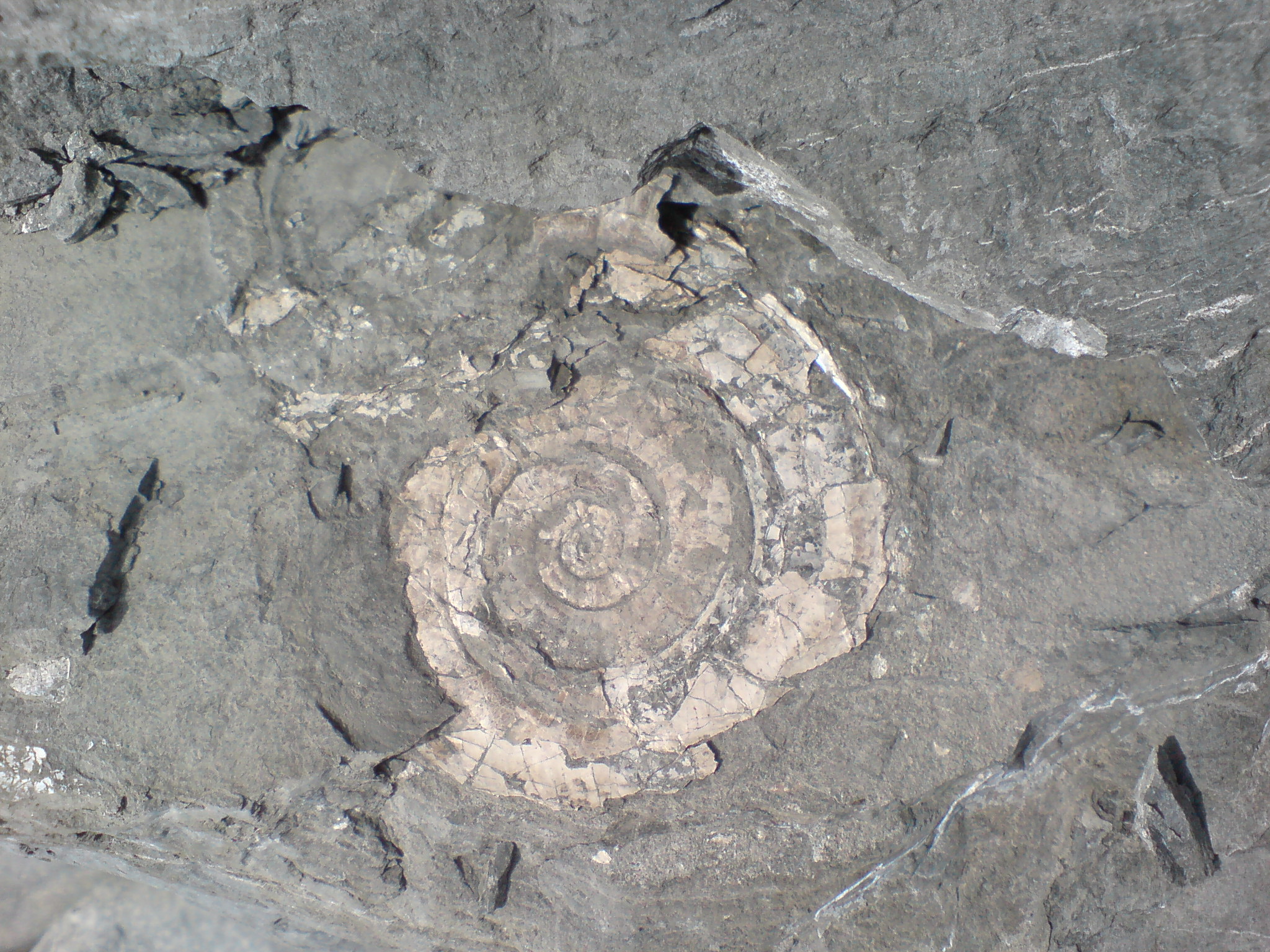 this rock is a large and interesting spiral