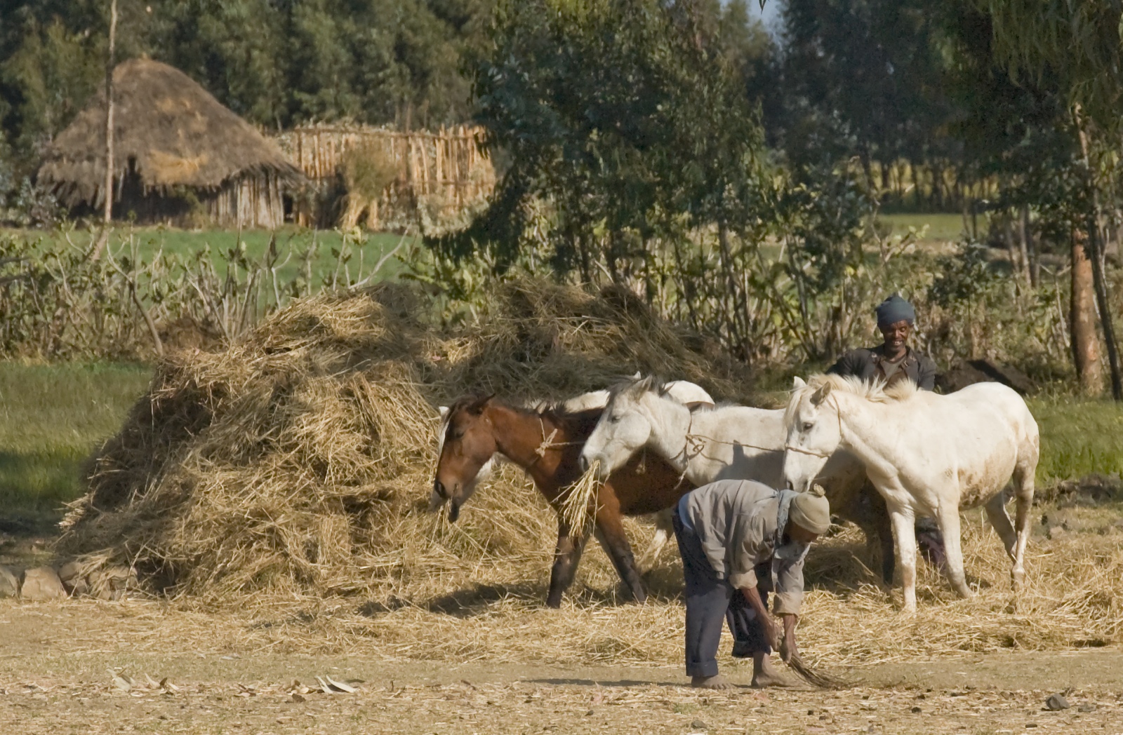 a group of horses and riders near a pile of hay