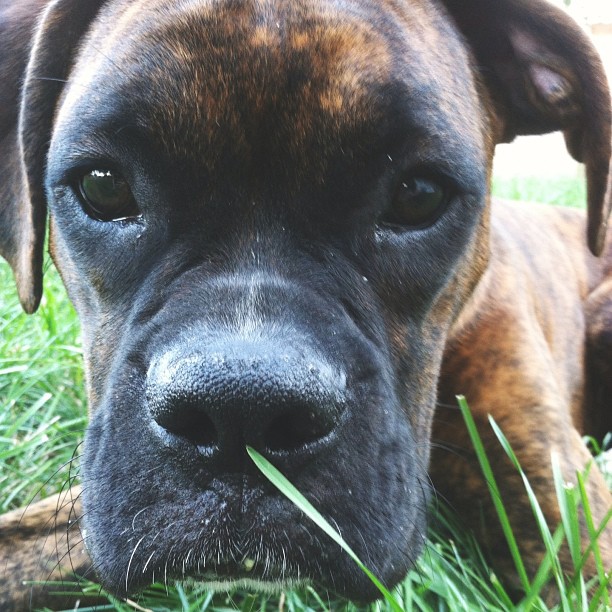 a close up of a brown dog laying in grass