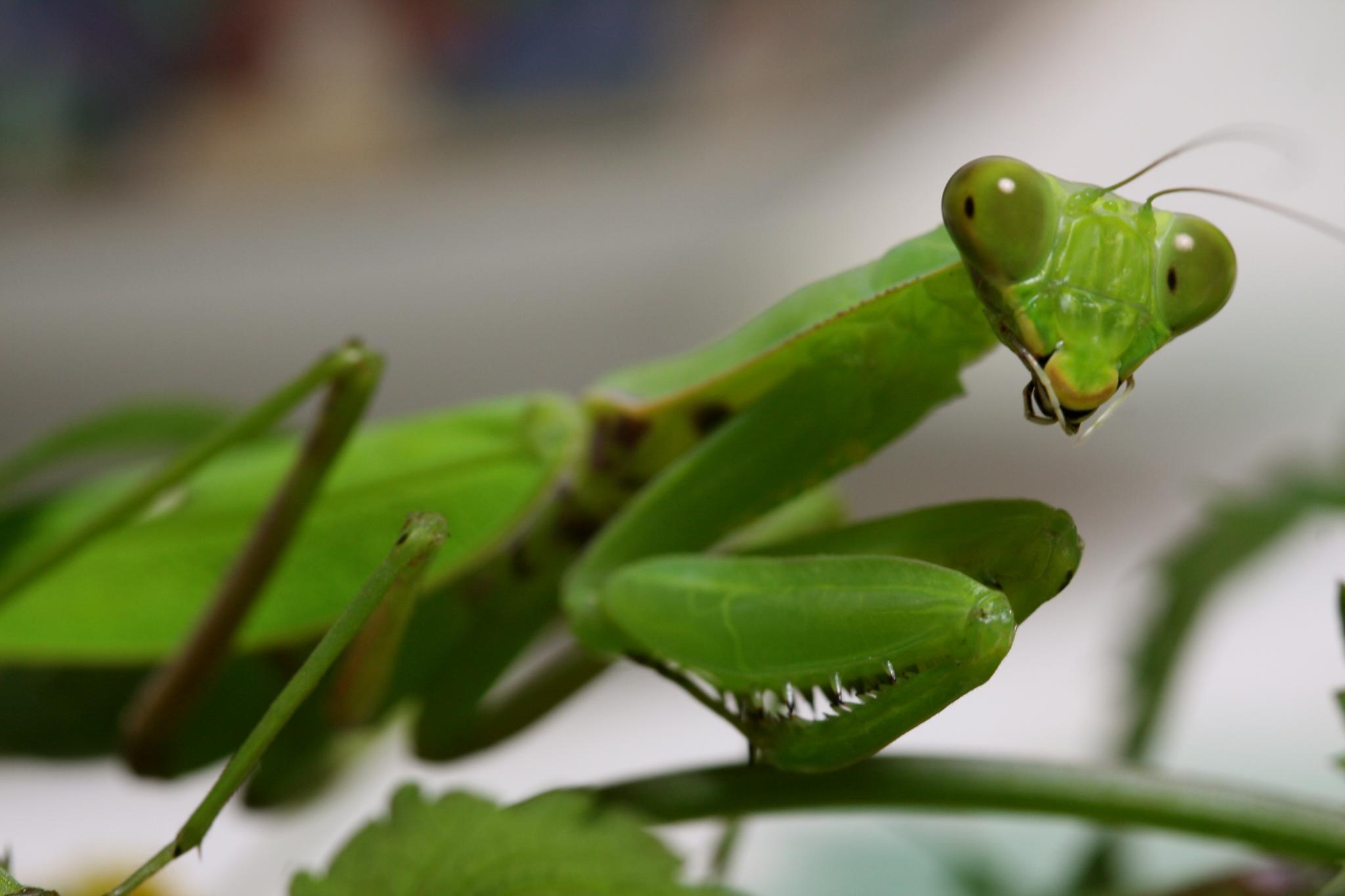 the praying mantissa sits on the leaf