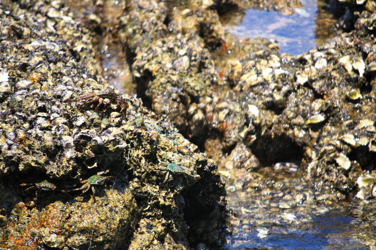 some rocks with many different kinds of crabs