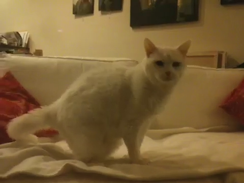 white cat on a white comforter near a sofa