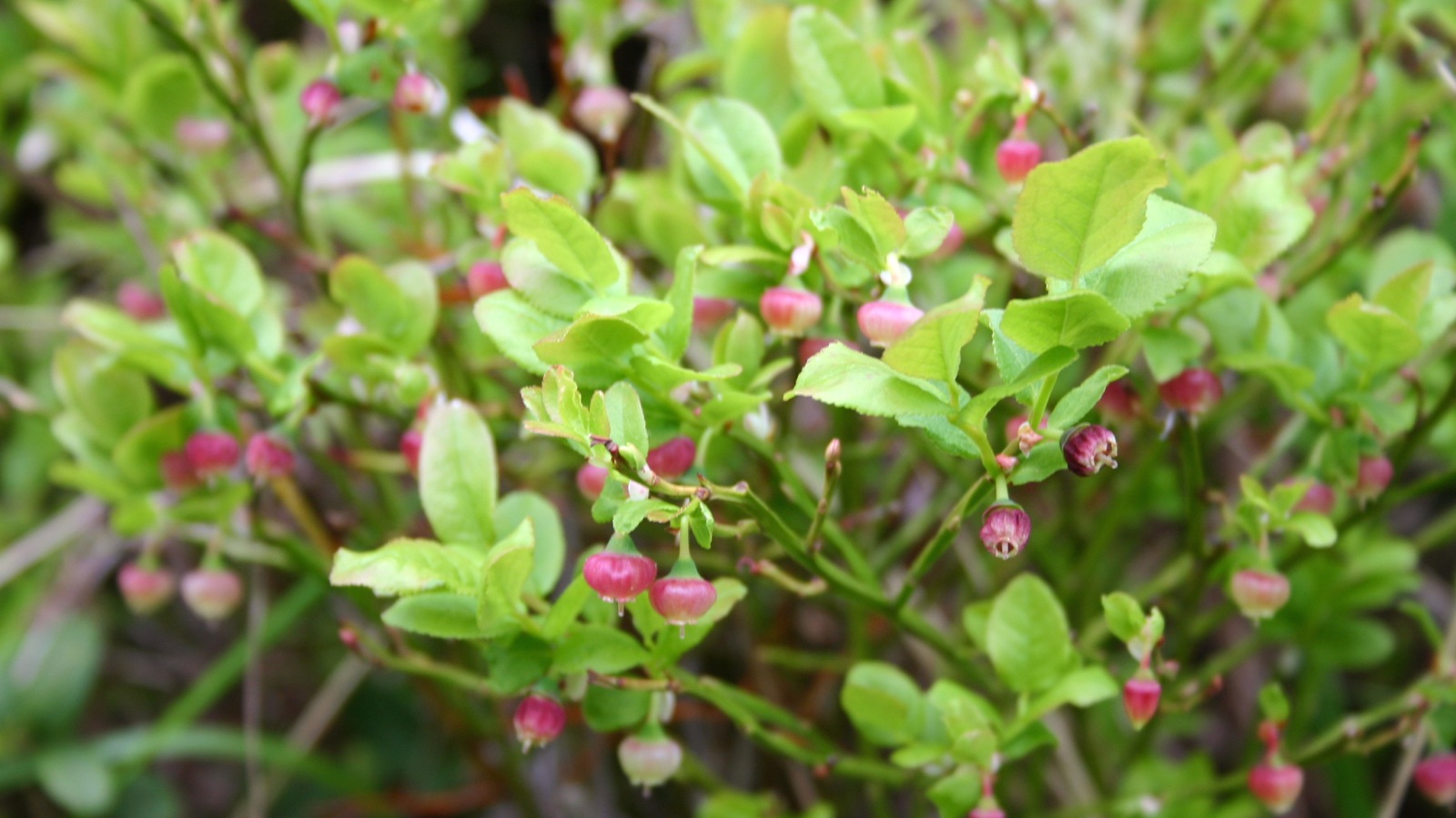small red and green buds grow on the top of a bush
