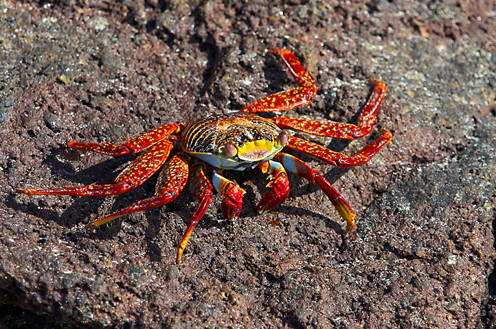 there is a brightly colored crab sitting on the ground