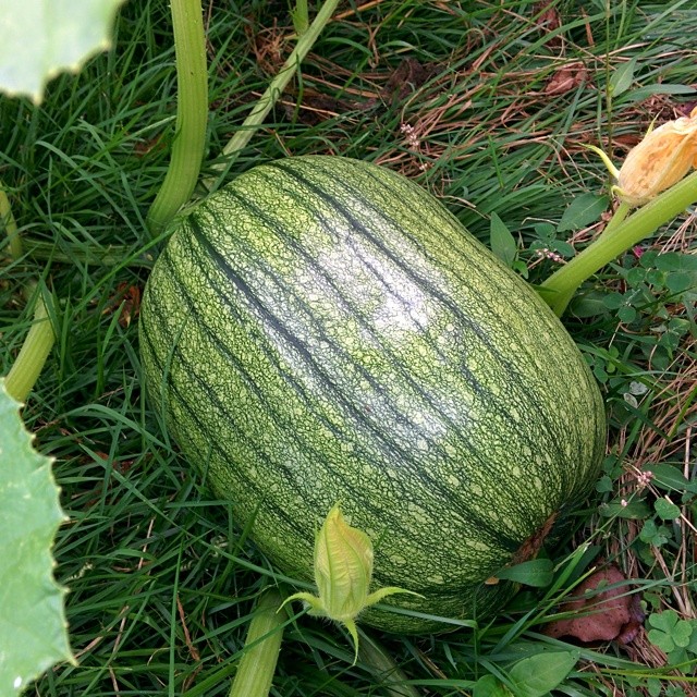 a small melon is on the grass with flowers