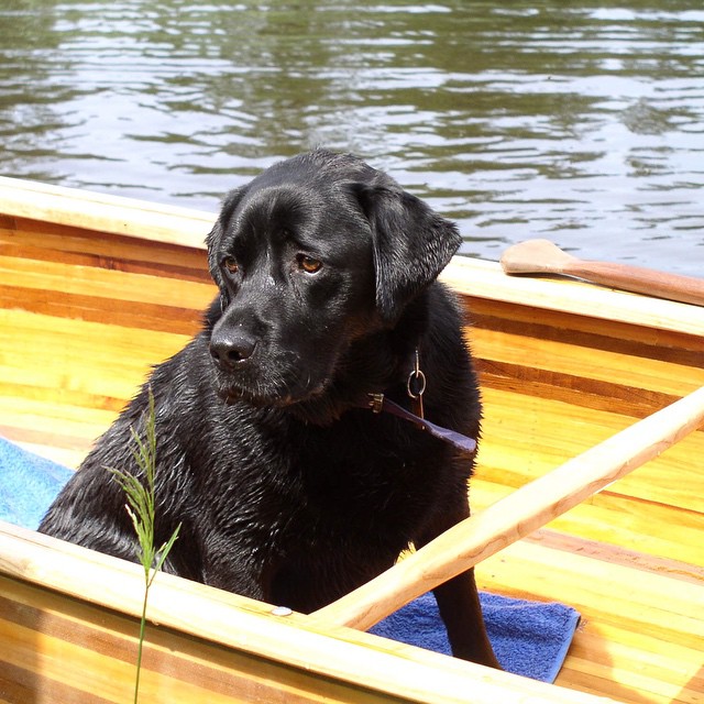 a black dog sitting in a boat on a lake