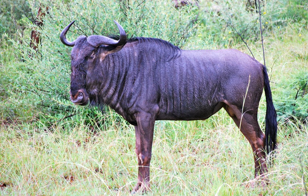an african buffalo standing in some tall grass