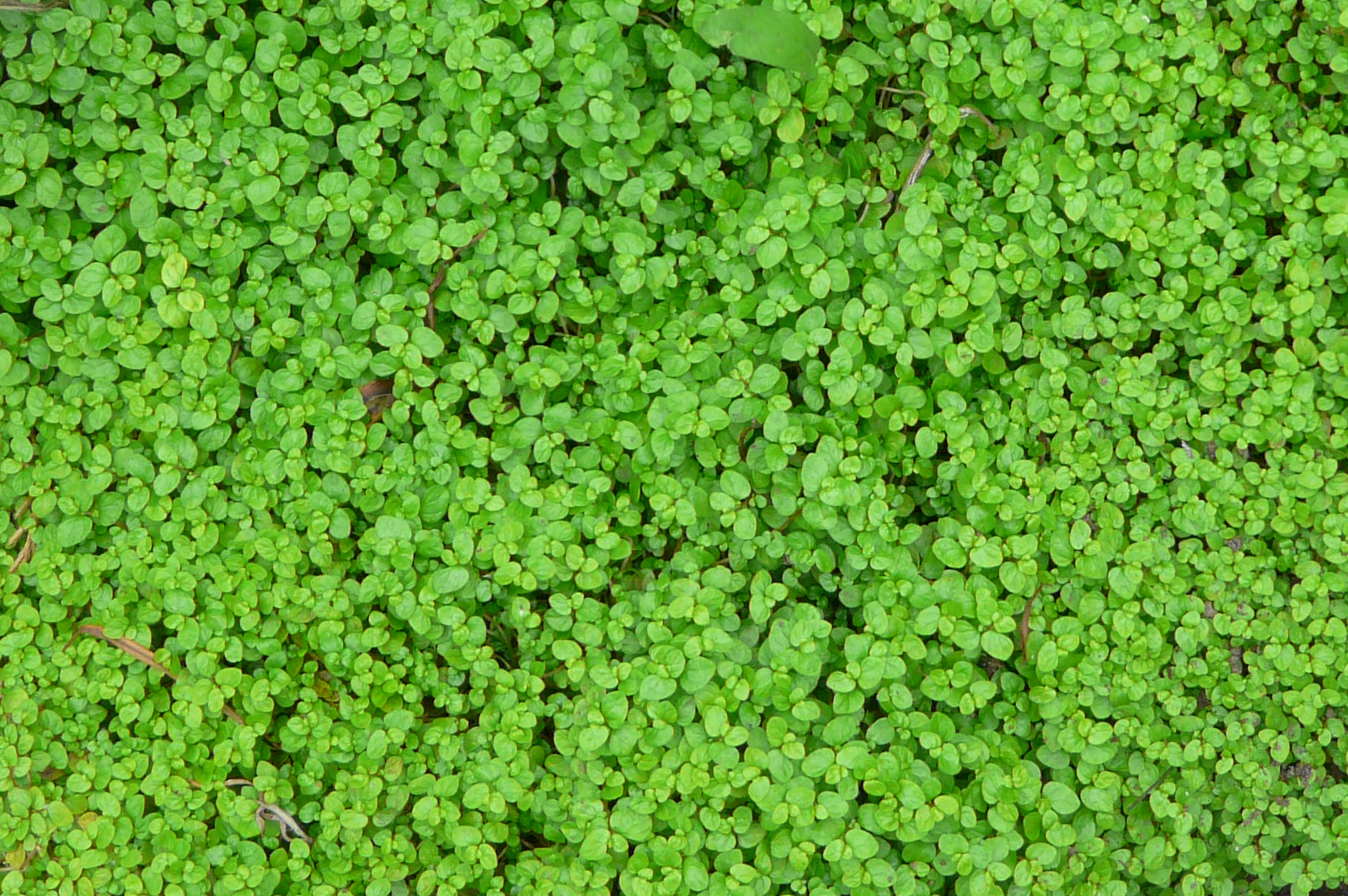 a bunch of green plant covering the ground