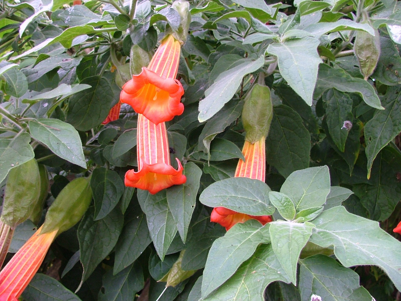 three bright orange flowers near each other