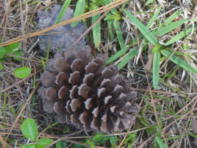 there is a pine cone that is sitting on the ground
