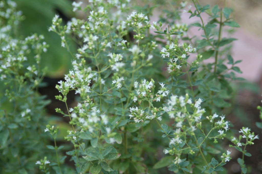 the greenery is growing out of the flower stalks