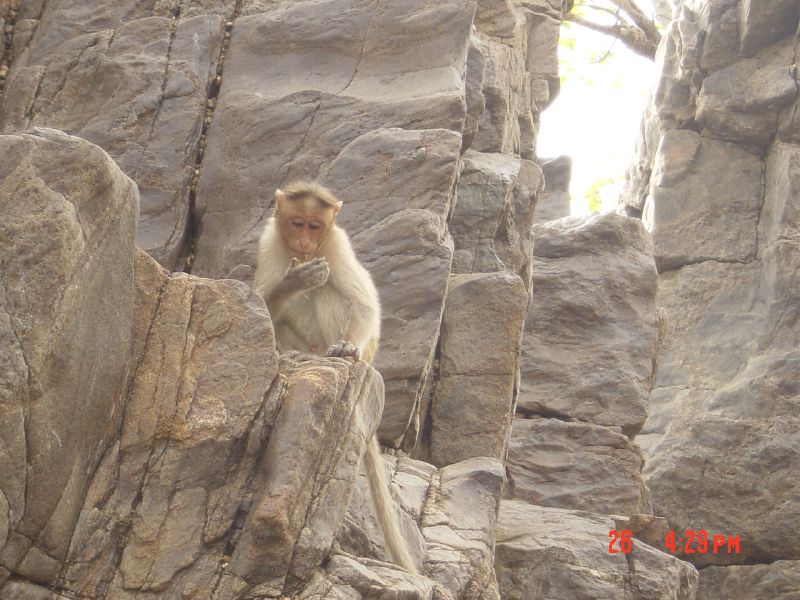 the long tailed monkey is sitting on a rock