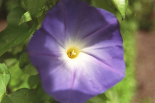 close up of a purple flower with leaves