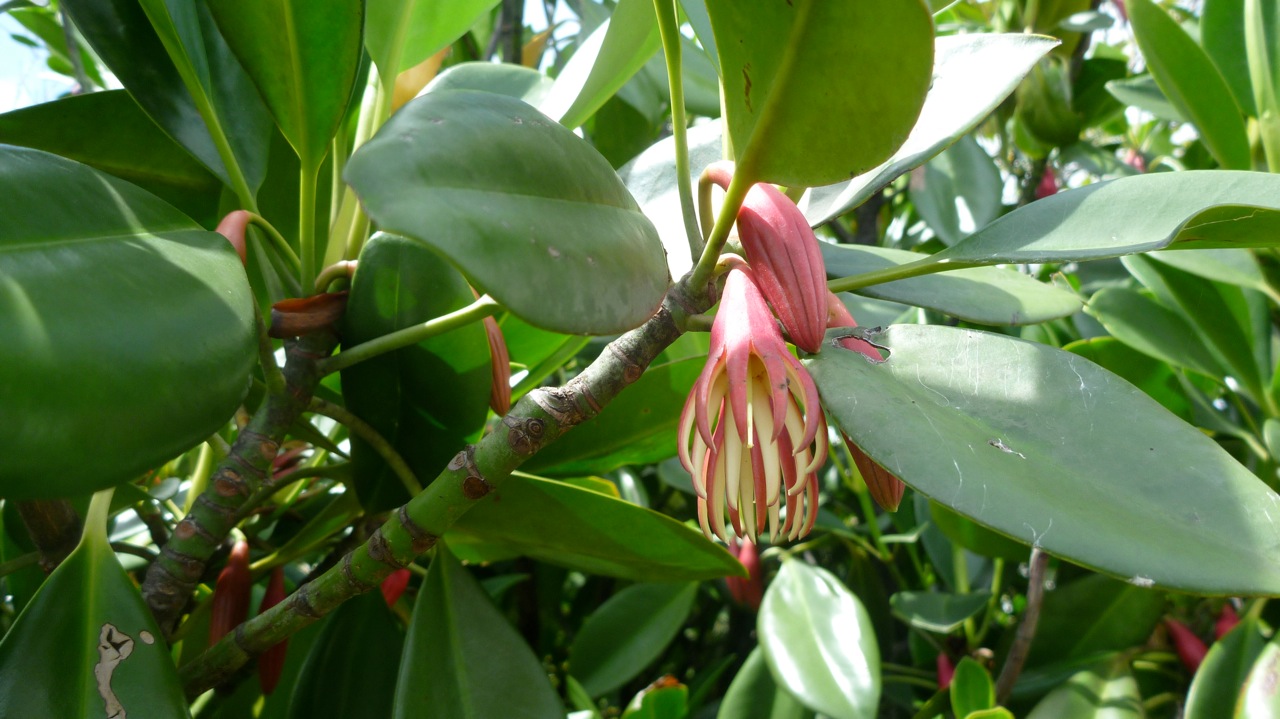 a flower bud that is still attached to the tree