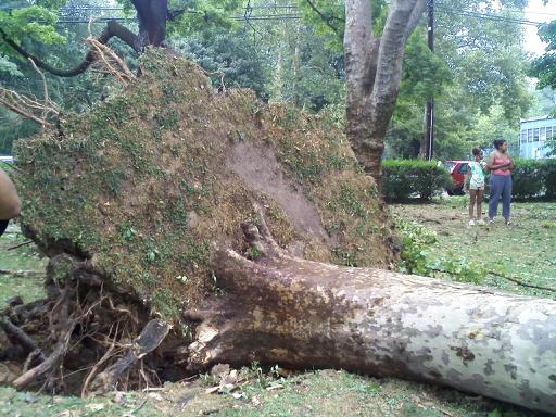 the man in yellow shirt is up against a fallen tree