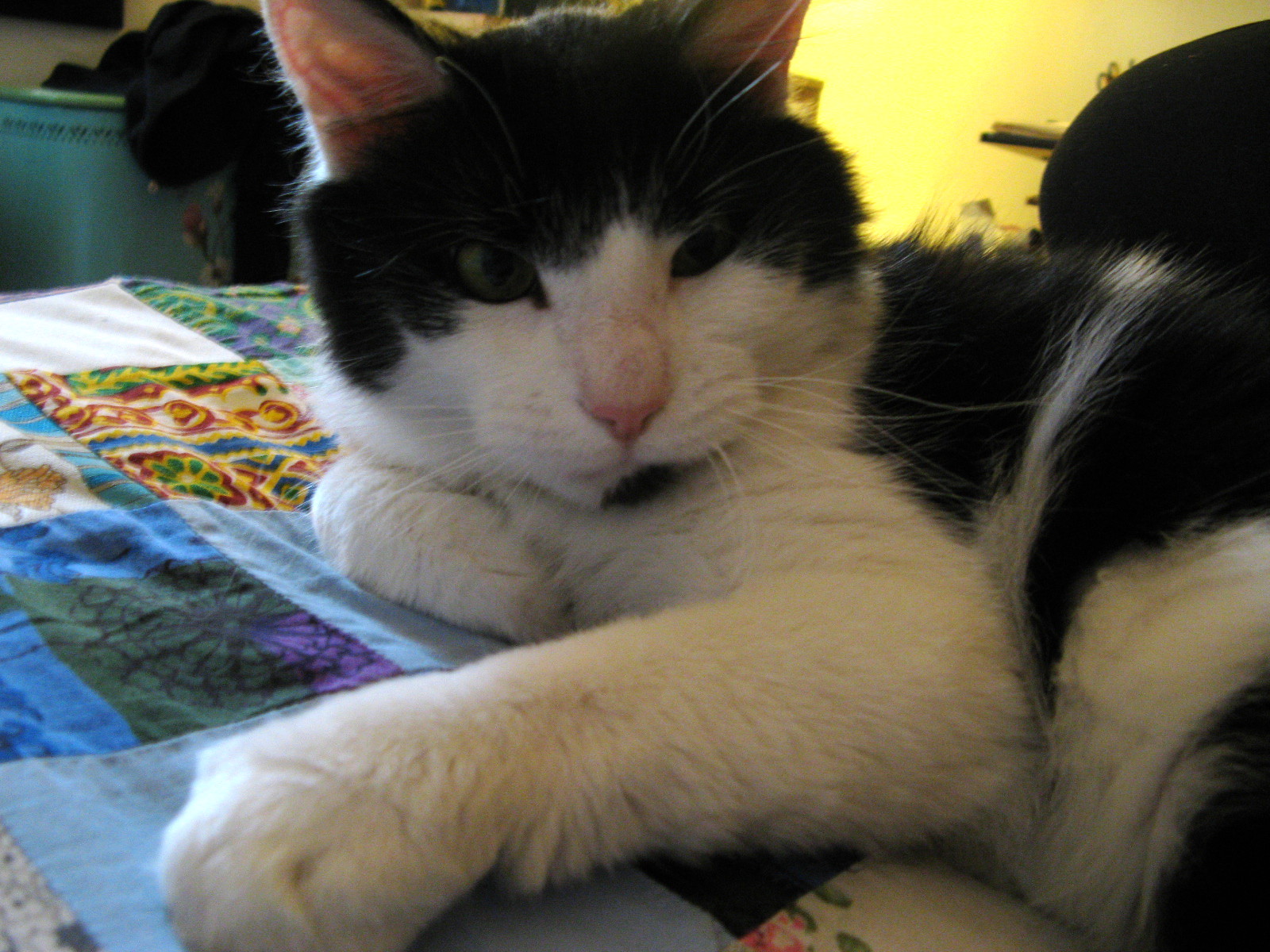 the black and white cat is laying on a quilt