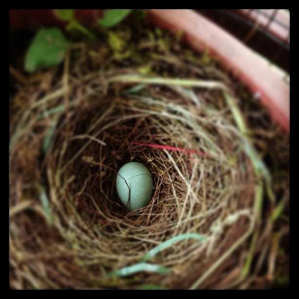 bird nest with one egg that has been hatched in