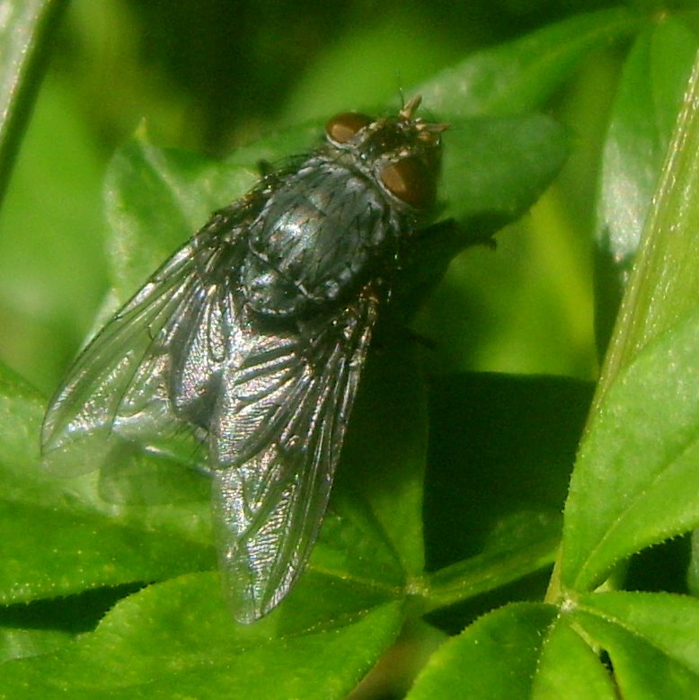 two large flies resting on some green leaves