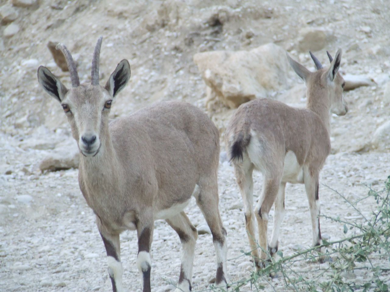 two goats stand together in the rocky mountains