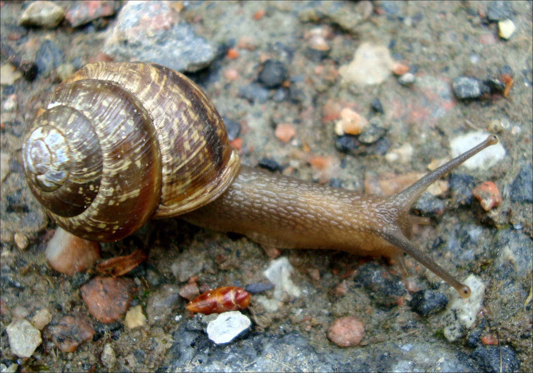 a snail crawls across the ground on gravel