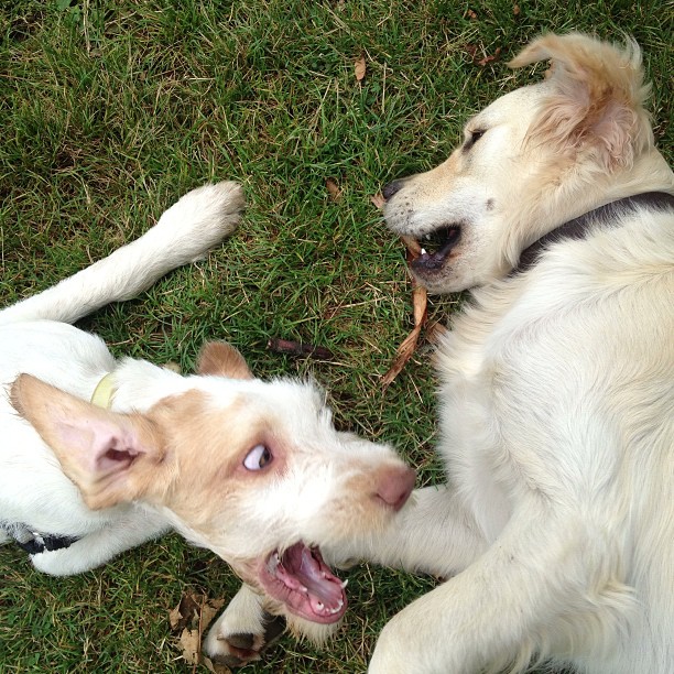 two white dogs laying on a grassy field